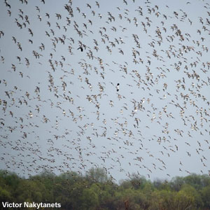 120 000 Combattants variés comptés un jour d&rsquo;avril 2017 près de Turov (Biélorussie)