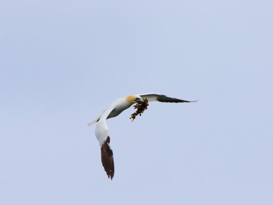 Fou de Bassan transportant du goémon pour son nid