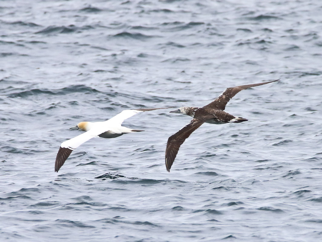 Fous de Bassan adulte et  juvénile