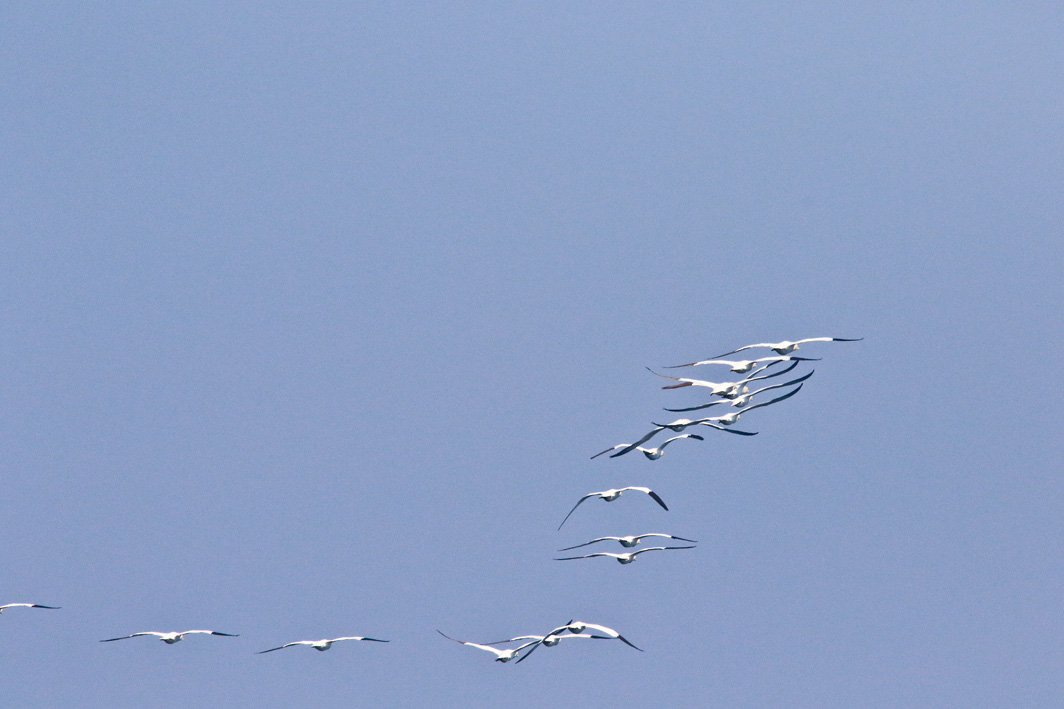 Fous de Bassan en vol