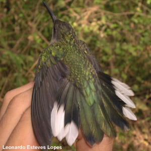 Description d’une nouvelle espèce de colibri du genre Campylopterus au Brésil