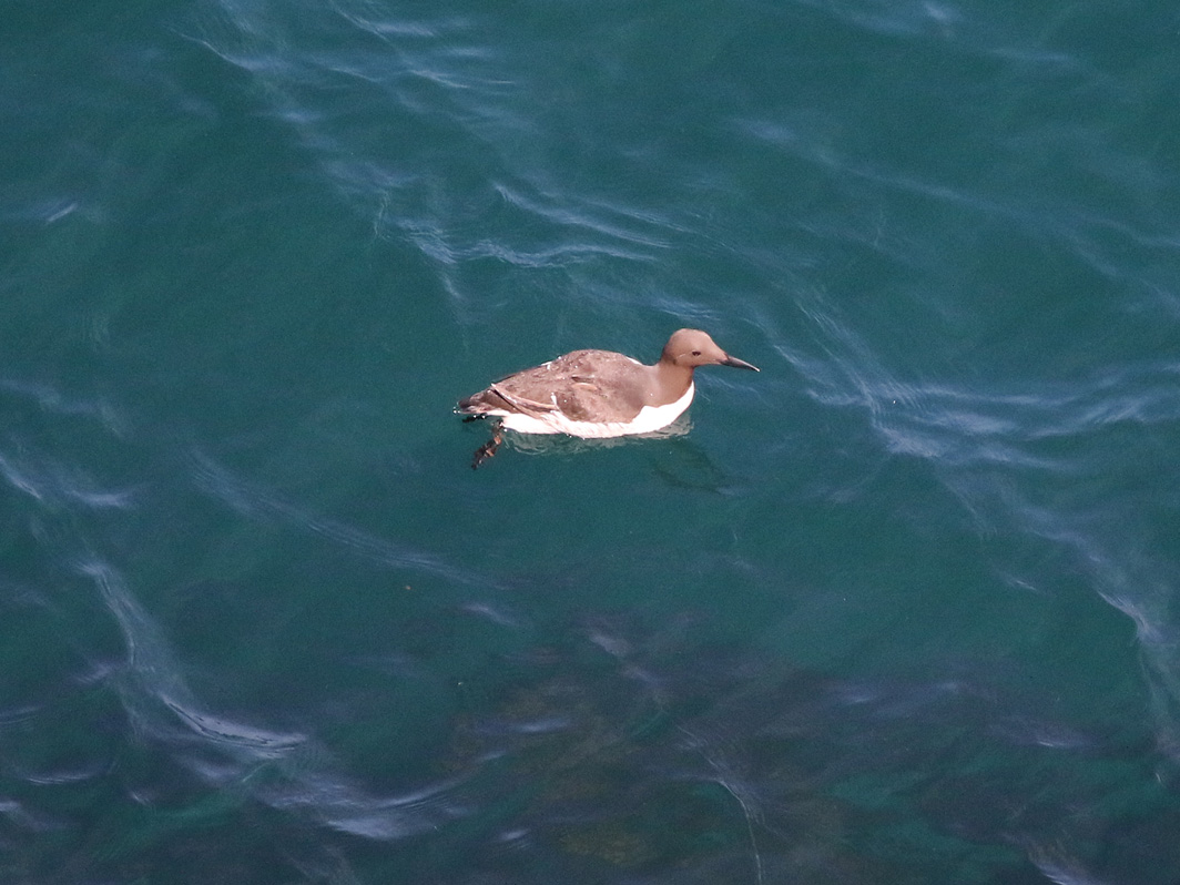 Guillemot de Troïl
