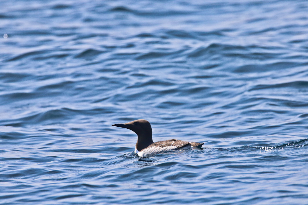 Guillemot de Troïl