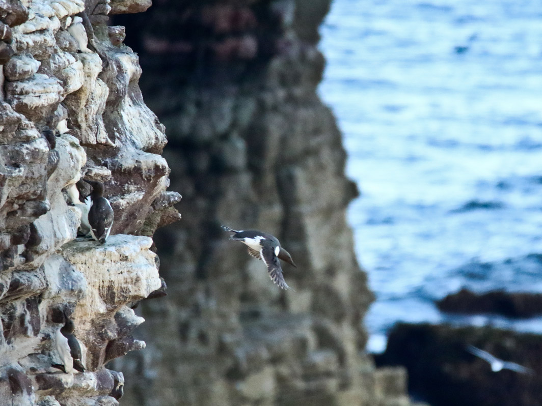 Guillemots de Troïl au cap Fréhel