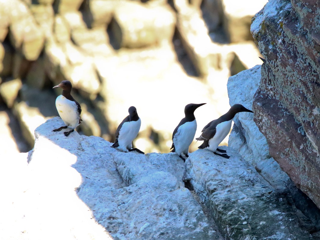 Guillemot de Troïl au cap Fréhel