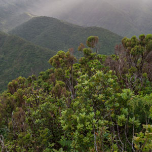 À la recherche du Bouvreuil des Açores en juin 2017