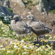 Poussins de Goéland argenté