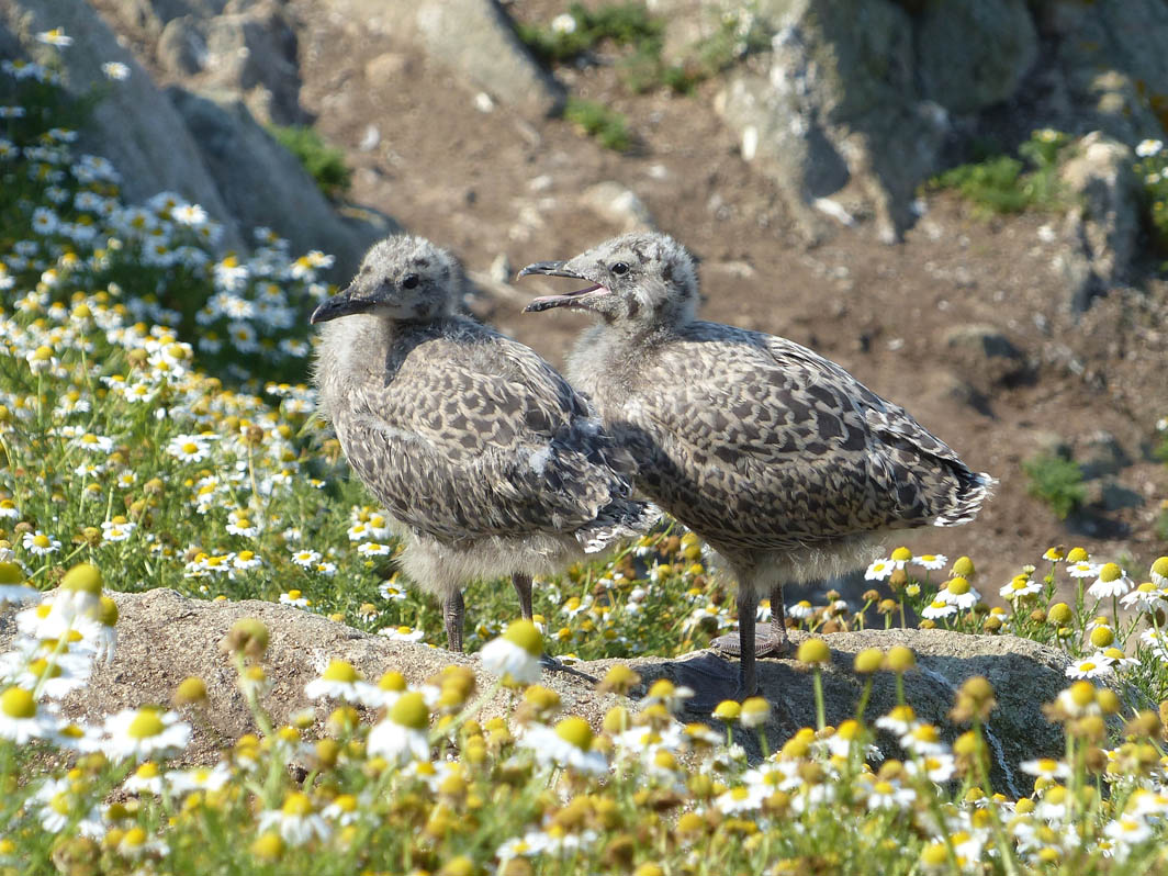 Poussins de Goéland argenté