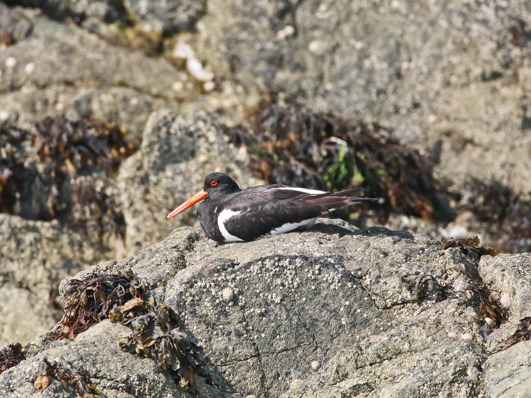 Huîtrier pie se reposant