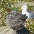 Goéland argenté et poussins