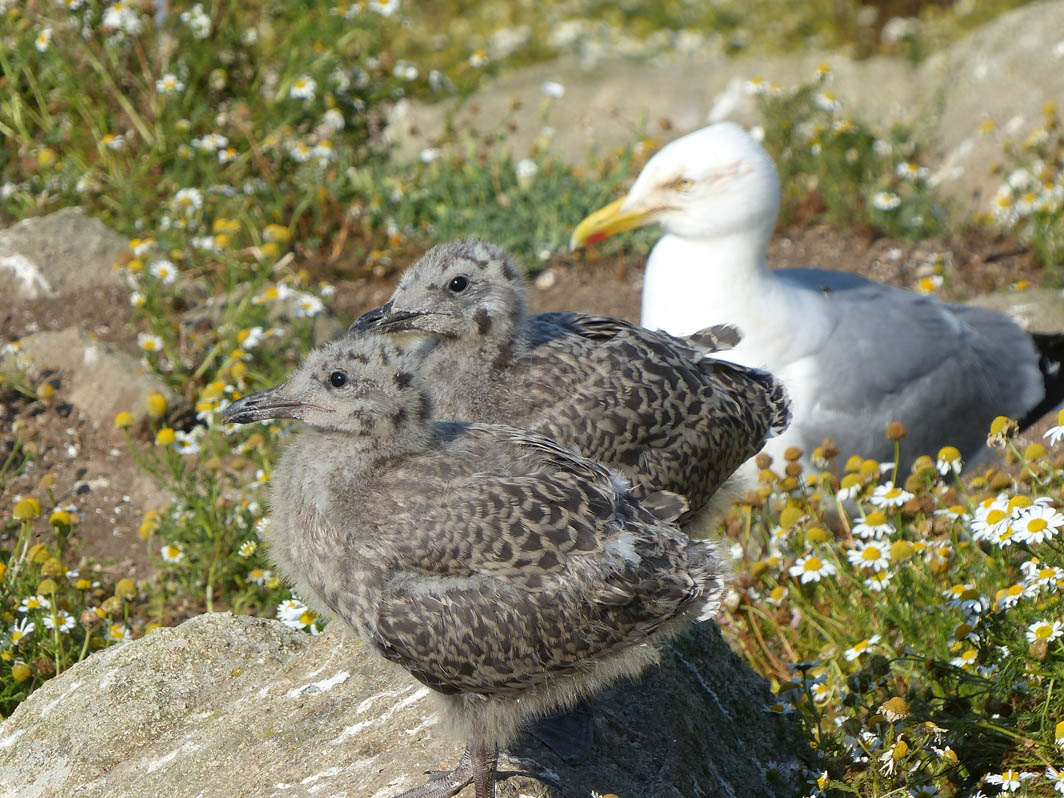 Goéland argenté et poussins