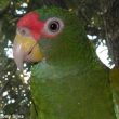 Description d’une nouvelle espèce d’amazone au Mexique