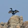 Cormoran huppé séchant ses ailes