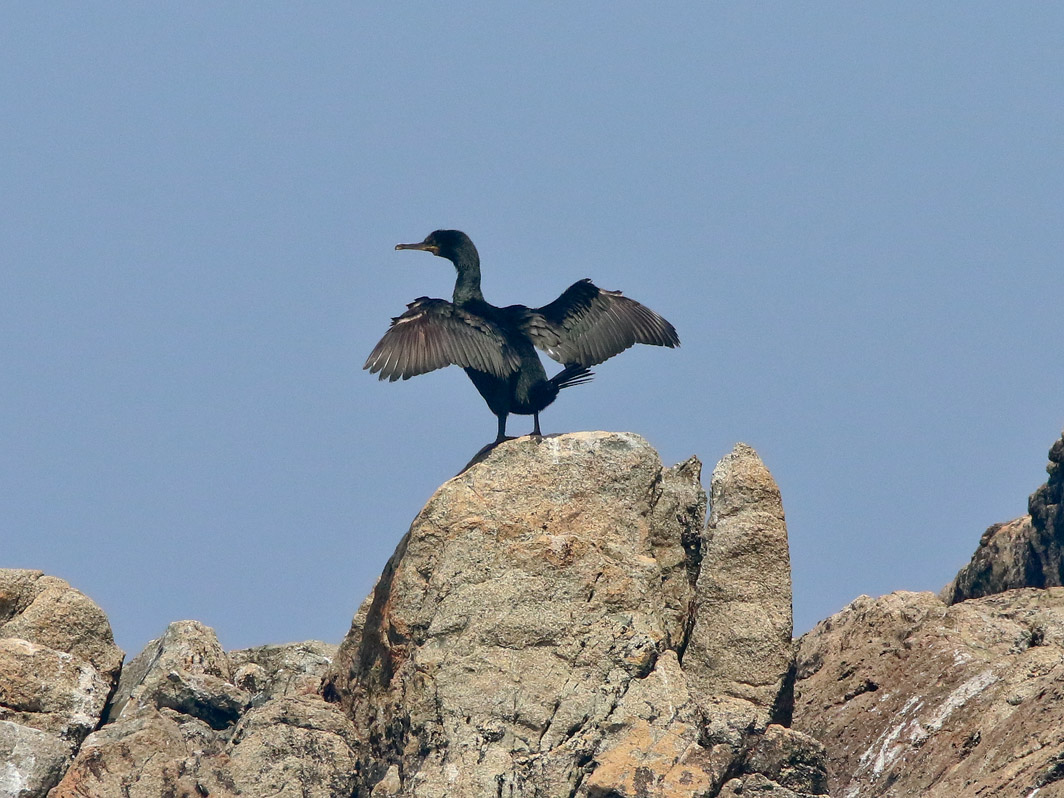 Cormoran huppé séchant ses ailes
