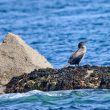 Grand Cormoran juvénile
