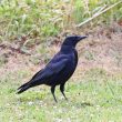 Corneille noire