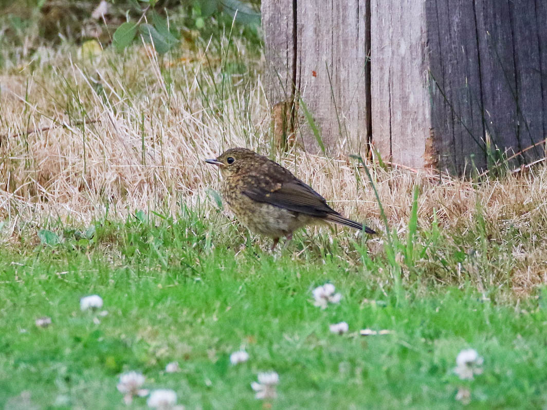 Rougegorge familier juvénile