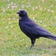 Corneille noire