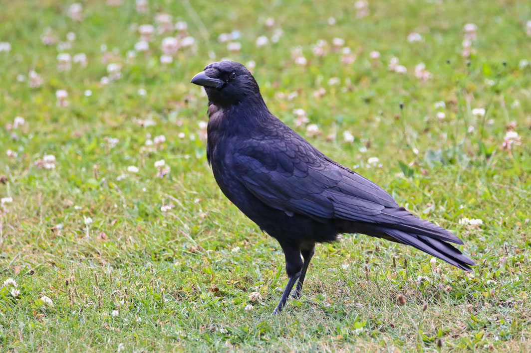 Corneille noire