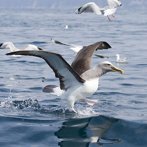 Les Albatros de Buller « profitent » de la chasse maorie aux Puffins fuligineux