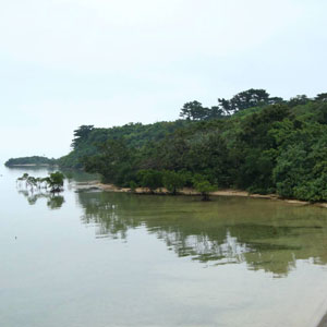 Voyage ornithologique dans les îles japonaises d’Iriomote, d’Ishigaki et d’Okinawa (archipel des Ryukyu) du 15 au 21 mars 2017