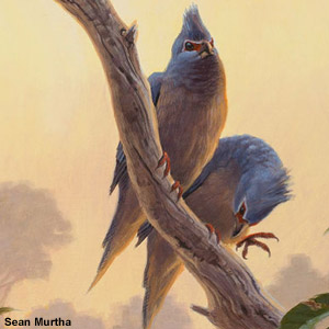 Description de Tsidiiyazhi abini, le plus ancien oiseau arboricole moderne connu