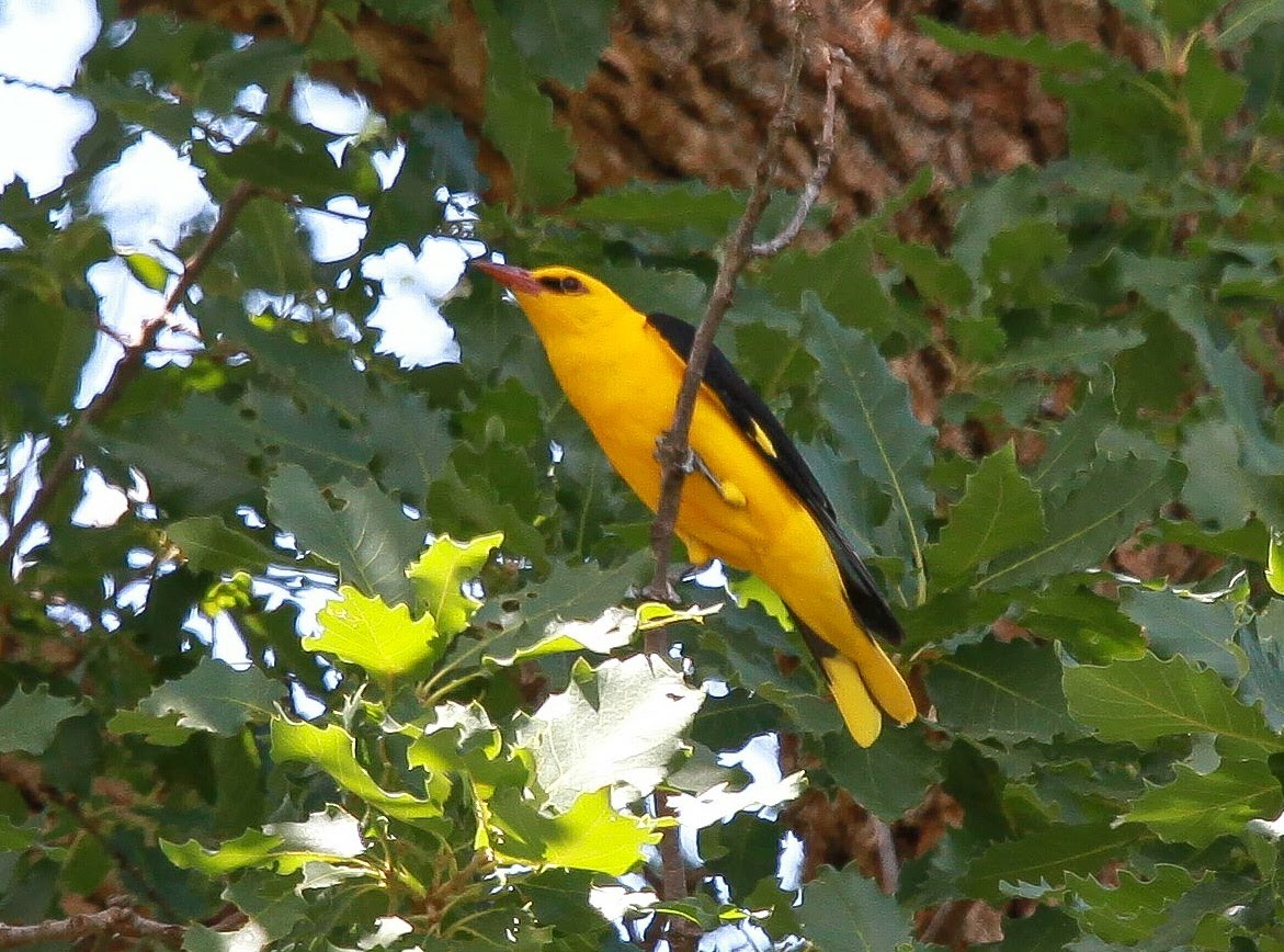 Loriot d&rsquo;Europe