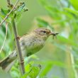 Pouillot fitis avec insecte