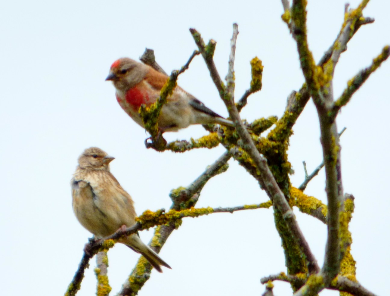 Couple de Linottes mélodieuses