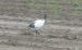 Ibis sacré | Threskiornis aethiopicus | Sacred Ibis