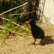Poussin de Gallinule poule-d’eau