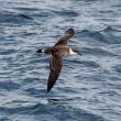 Le Puffin majeur : peu connu et pourtant abondant en août dans l&rsquo;Atlantique Nord