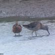 Bécassin à long bec en Charente-Maritime