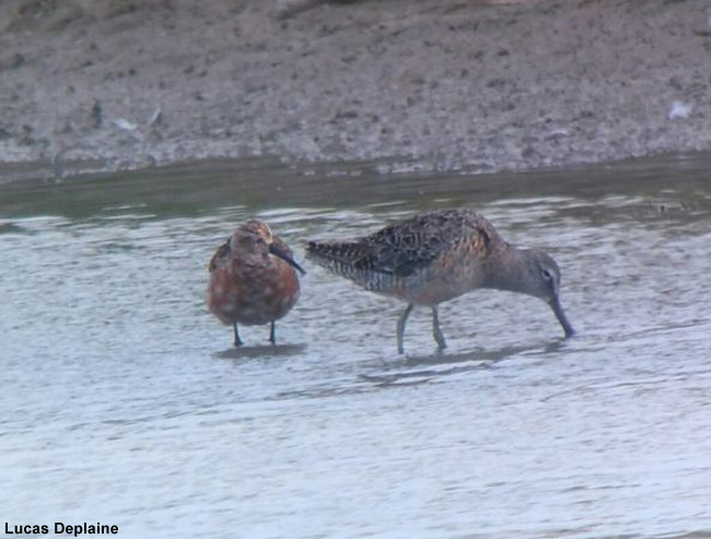 Bécassin à long bec en Charente-Maritime