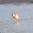 Bécassin à long bec en Charente-Maritime