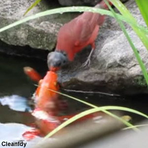 Un Cardinal rouge semble nourrir des poissons rouges !