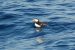 Macareux moine | Fratercula arctica | Atlantic Puffin