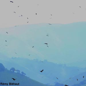 Tendances intéressantes de la migration au-dessus des Pyrénées et du détroit de Gibraltar