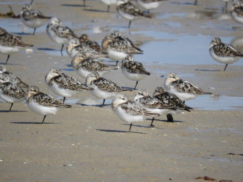 Bécasseau sanderling avec une moule sur la patte !
