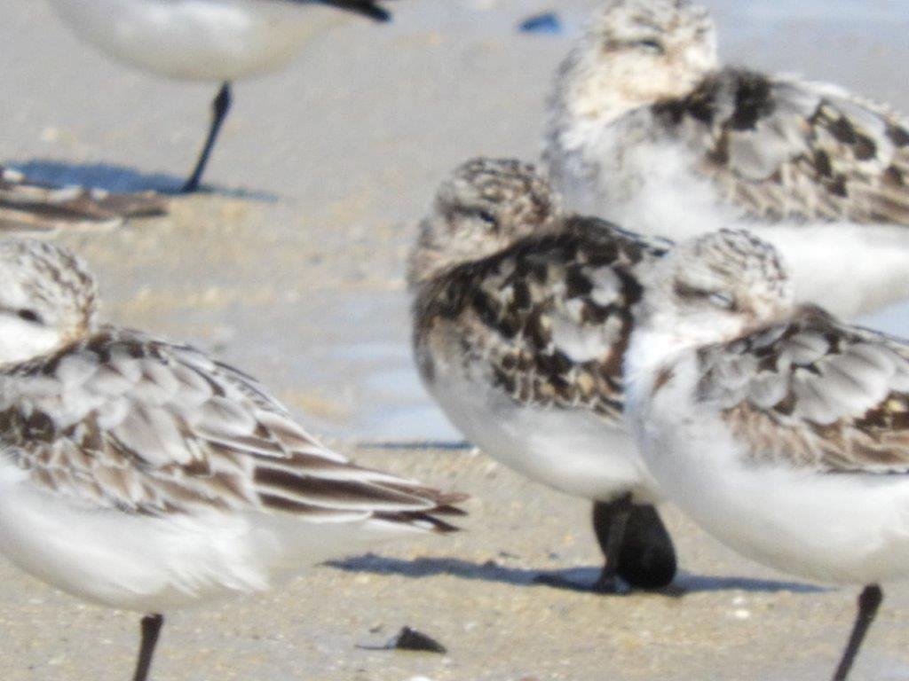 Bécasseau sanderling avec une moule sur la patte !