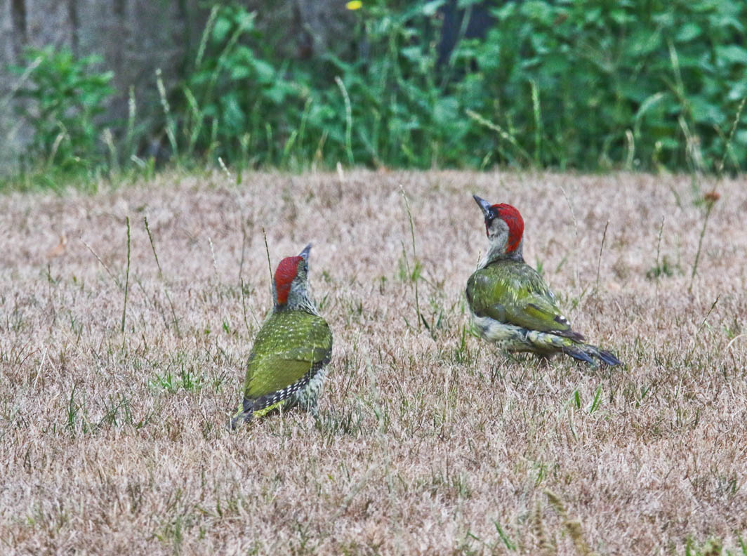 Pics verts mâle et juvénile