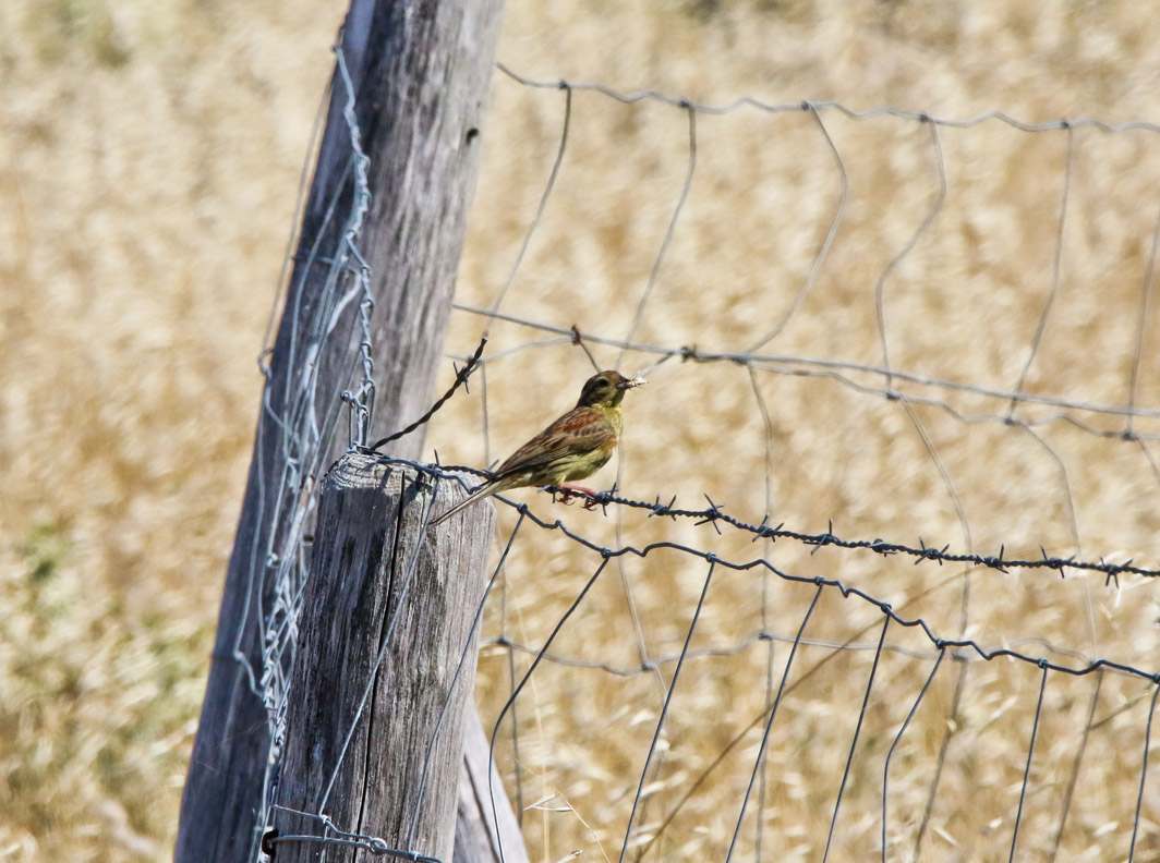 Femelle de Bruant zizi avec insecte dans le bec