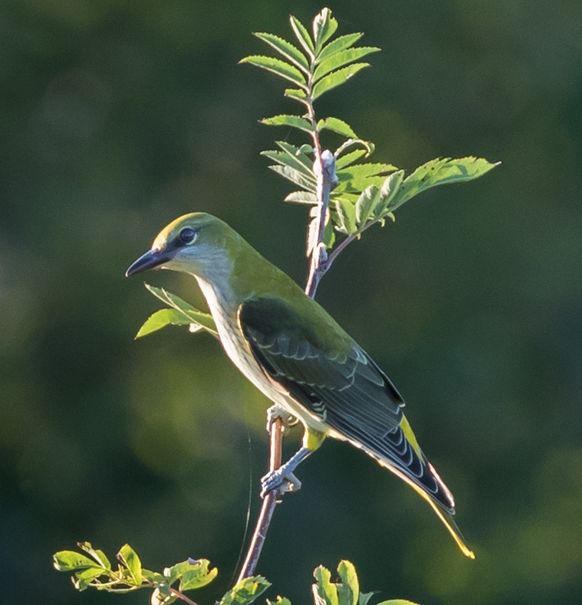 Loriot d&rsquo;Europe de 1ère année