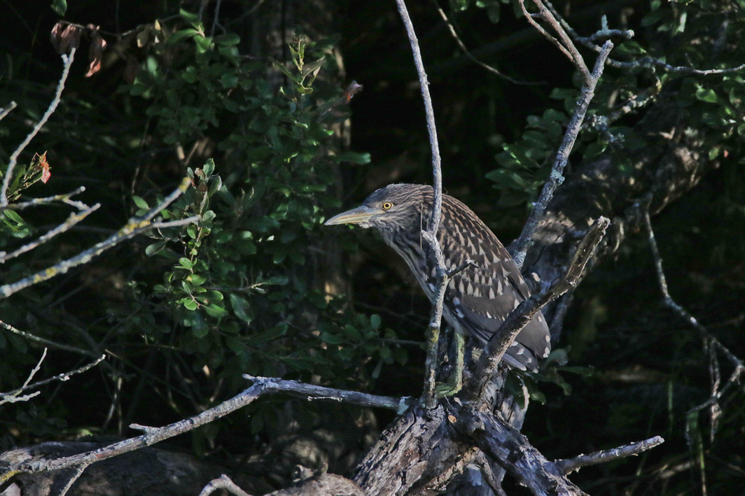 Bihoreau gris juvénile