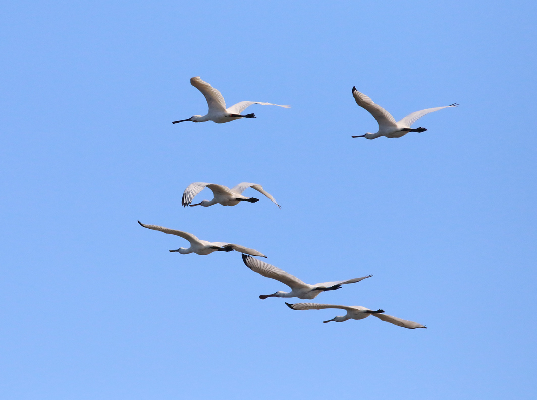 Spatules blanches en vol