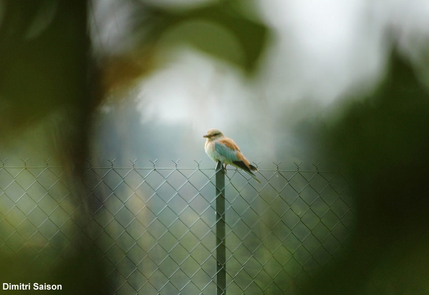 Rollier d&rsquo;Europe en halte migratoire en Ariège
