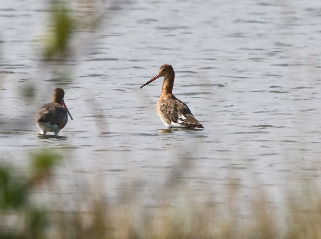 Barges à queue noire