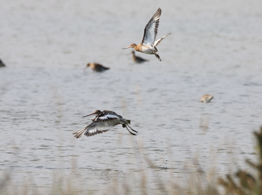 Barges à queue noire en vol