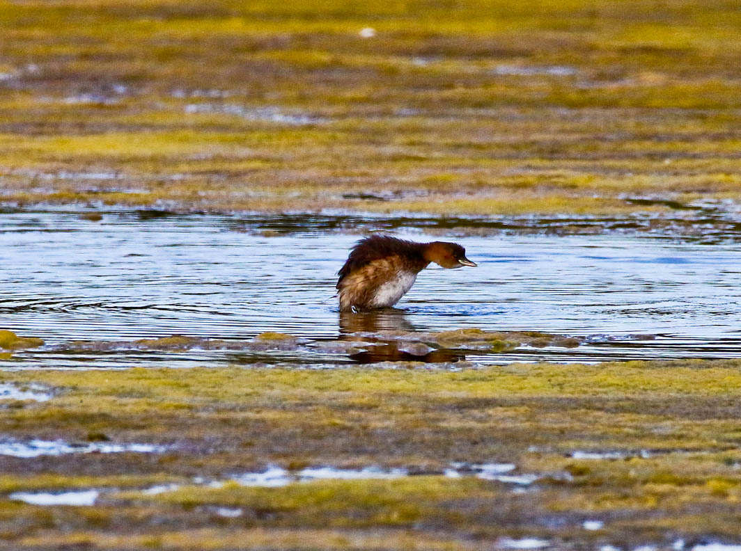 Grèbe castagneux