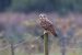 Hibou des marais | Asio flammeus  | Short-eared Owl